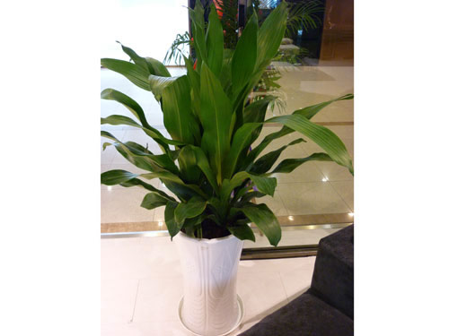 養(yǎng)護(hù)公司如何對(duì)花卉租賃進(jìn)行養(yǎng)護(hù)，有什么好處?